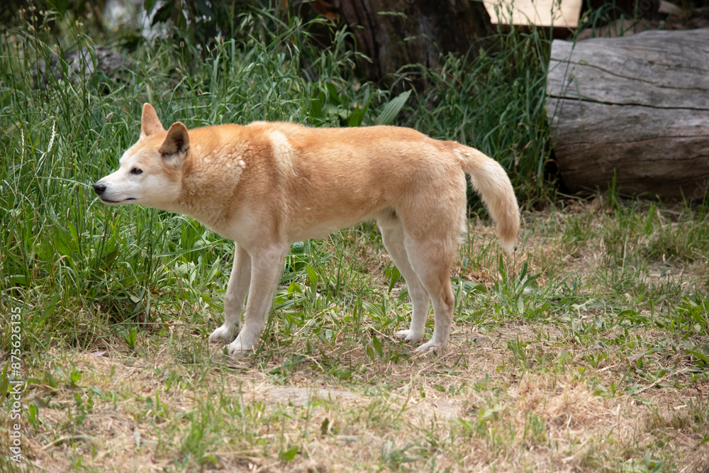 Dingos have a long muzzle, erect ears and strong claws. They usually have a ginger coat and most have white markings on their feet, tail tip and chest. Dingos have a long muzzle, erect ears and strong claws. They usually have a ginger coat and most have white markings on their feet, tail tip and chest.