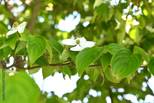 Japanese flowering dogwood ( Cornus kousa ) flowers and berries. Cornaceae deciduous flowering tree. photo