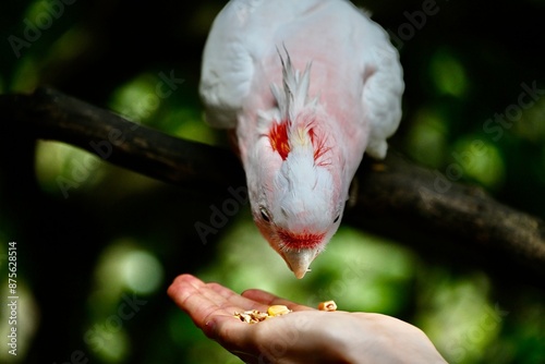 pink cockatoo photo