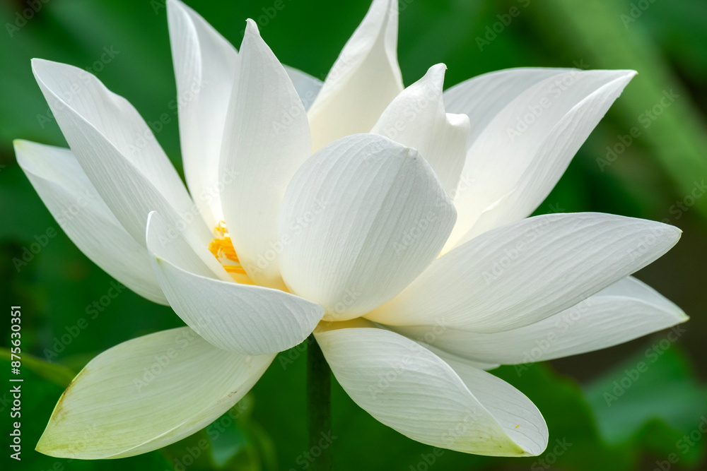 Fototapeta premium white lotus flower in full bloom