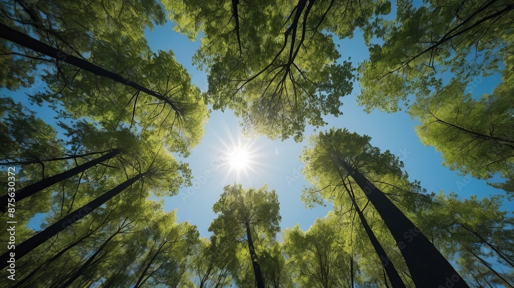 Looking up Green forest. Trees with green Leaves, blue sky and sun light. Bottom view