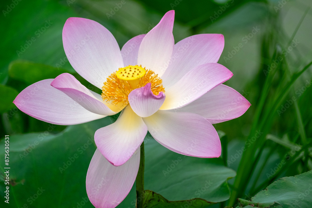 Light pink lotus flower in full bloom Light pink lotus flower in full bloom