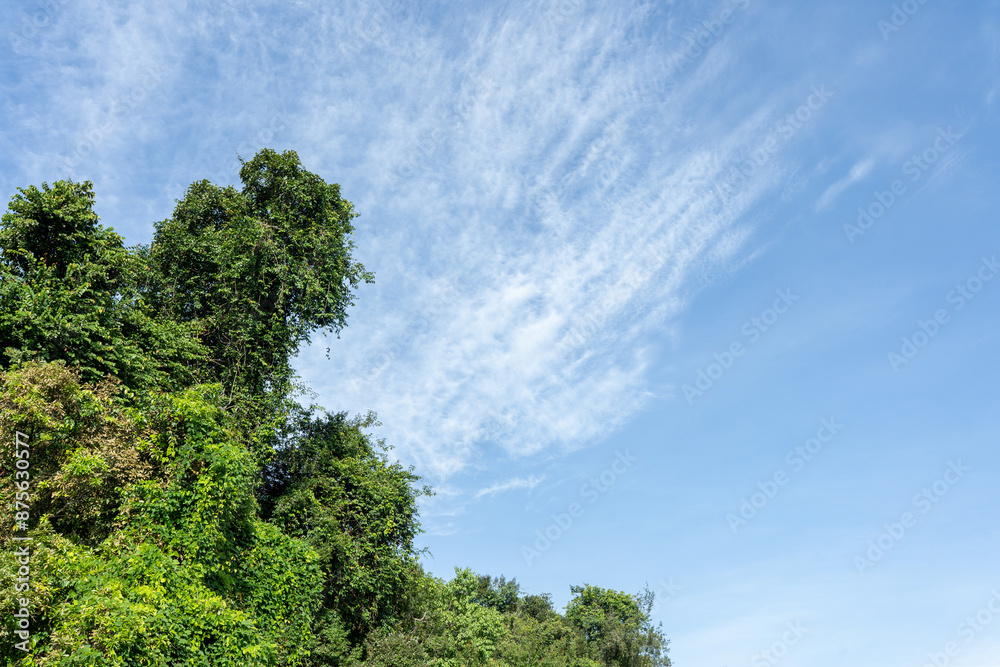 Tree on Hill with Sky View Tree on Hill with Sky View
