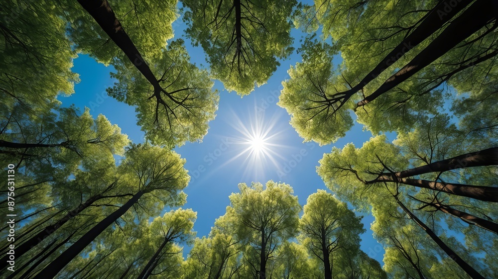 Looking up Green forest. Trees with green Leaves, blue sky and sun light. Bottom view