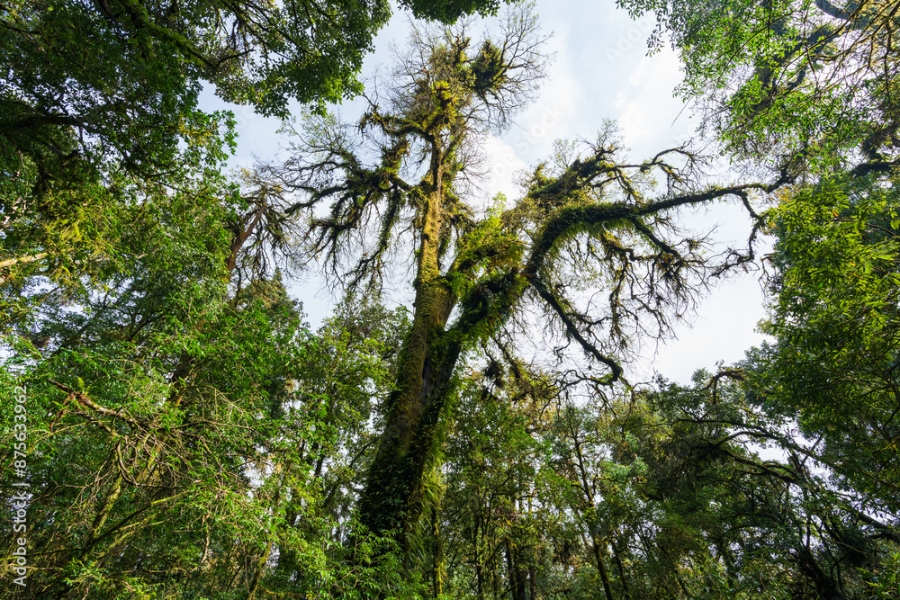 Fototapeta premium Temperate forest high shot. A big tree is in the middle of the jungle