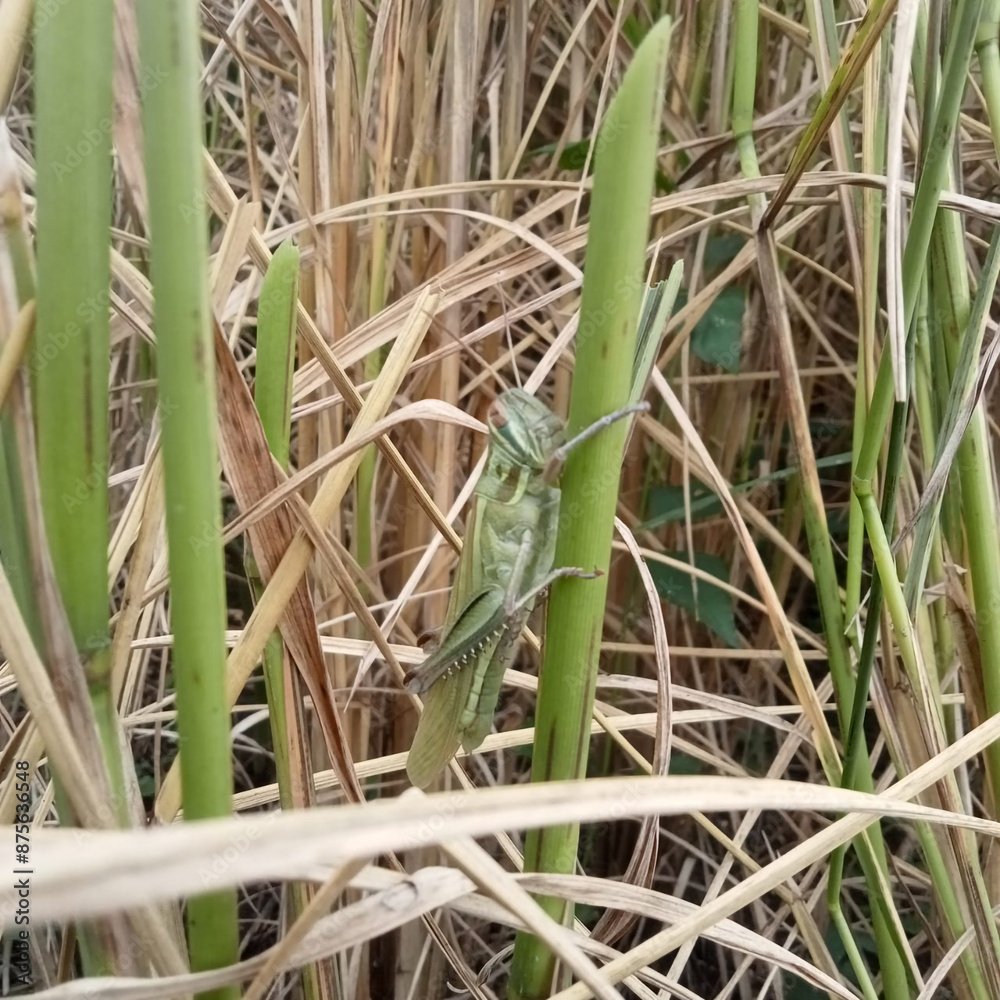 Obraz premium Grasshopper (Schistocerca gregaria) on a blade of grass, laos, asia