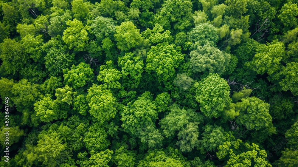 Close up of a trees. Aerial viev green forest on a spring day natural background Close up of a trees. Aerial viev green forest on a spring day natural background