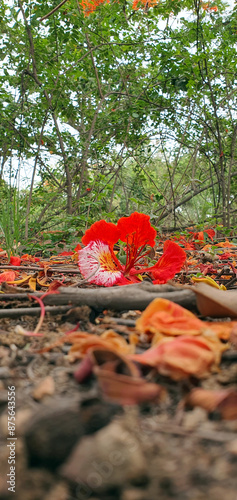 red flame flower in the park photo