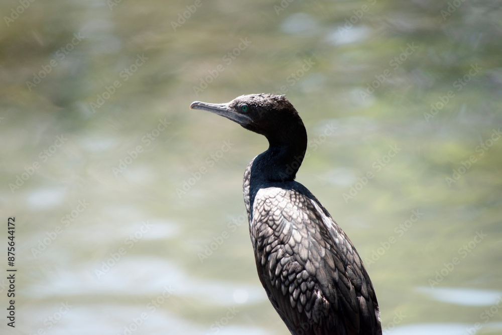the little black cormorant is a black sea bird with a blue eye the little black cormorant is a black sea bird with a blue eye