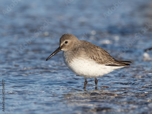 Winter basic plumage Dunlin standing at the water's edge