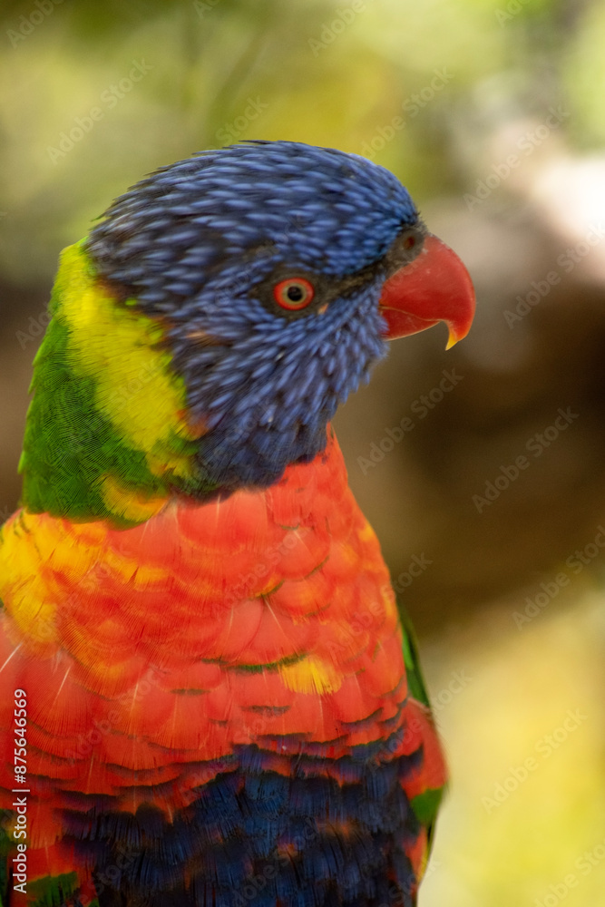 The rainbow lorikeet has a bright yellow-orange/red breast, a mostly violet-blue throat and a yellow-green collar. The rainbow lorikeet has a bright yellow-orange/red breast, a mostly violet-blue throat and a yellow-green collar.