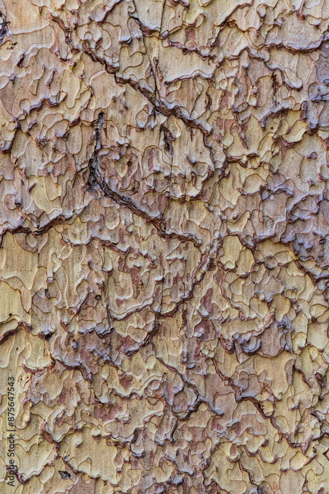 close up abstract bark of a tree close up abstract bark of a tree