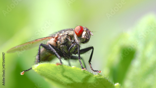 Macro Shot of a Flesh Fly (Sarcophaga) on a Leaf with Vibrant Green Background - Ideal for Minimalist Art, Educational Materials, Nature Blogs, and Entomological Studies © RilakkuMaxx