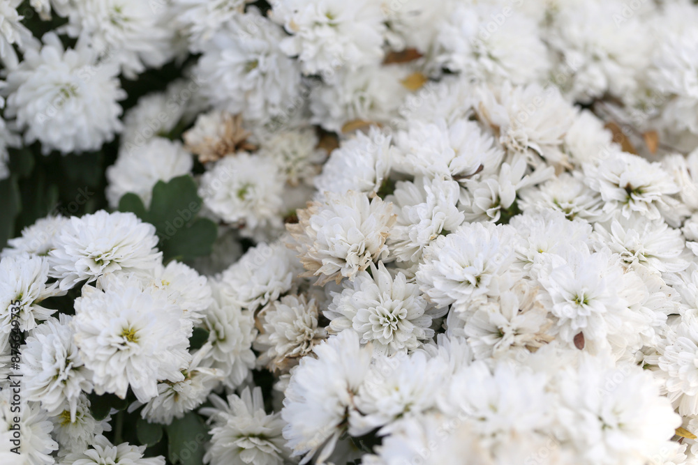© meepoohyaphoto - White chrysanthemums are blooming. © meepoohyaphoto - White chrysanthemums are blooming.