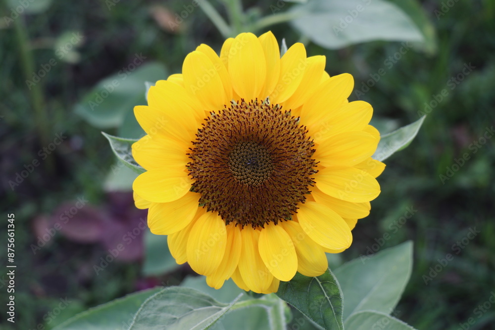 Fototapeta premium Sunflowers blooming in the park