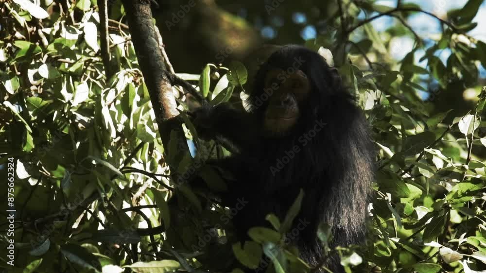 Slow Motion Shot Of Chimpanzee Sitting On Green Tree In Forest - Gisakura, Rwanda Slow Motion Shot Of Chimpanzee Sitting On Green Tree In Forest - Gisakura, Rwanda