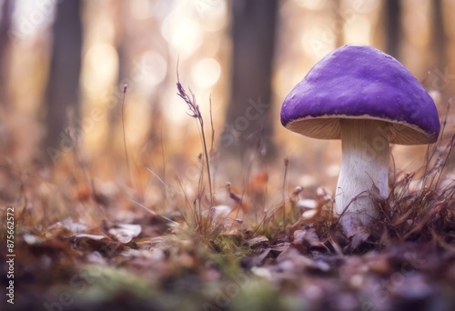 grass border fall dangerous horizontal wood hand illustration botany mushroom drawing design nature cap colourful botanical lovers seamless bcap halloween caps background forest purple of fungi drawn photo