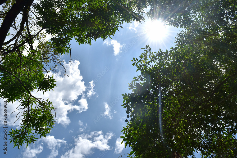 Sunshine and blue sky between leaves and tree branches Sunshine and blue sky between leaves and tree branches