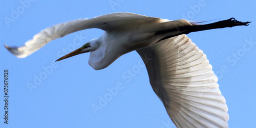 A beleza e elegância do voo da garça-branca-grande sobre o Canal de Ponta -Negra - Maricá - RJ photo