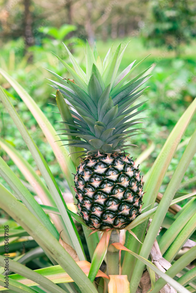 fresh pineapple fruits in the Myanmar garden. fresh pineapple fruits in the Myanmar garden.