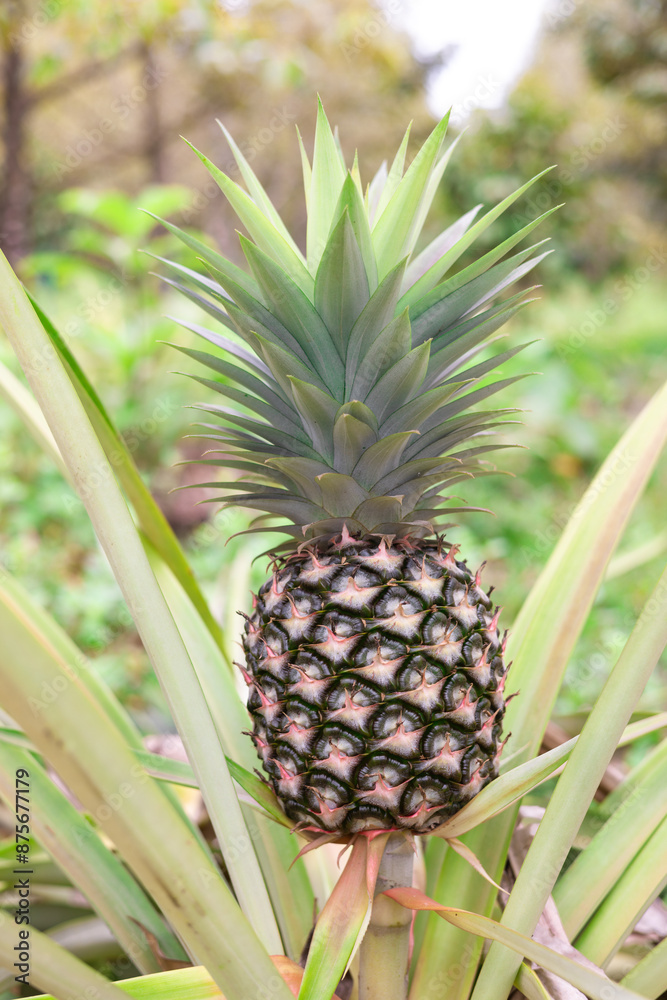 fresh pineapple fruits in the Myanmar garden. fresh pineapple fruits in the Myanmar garden.
