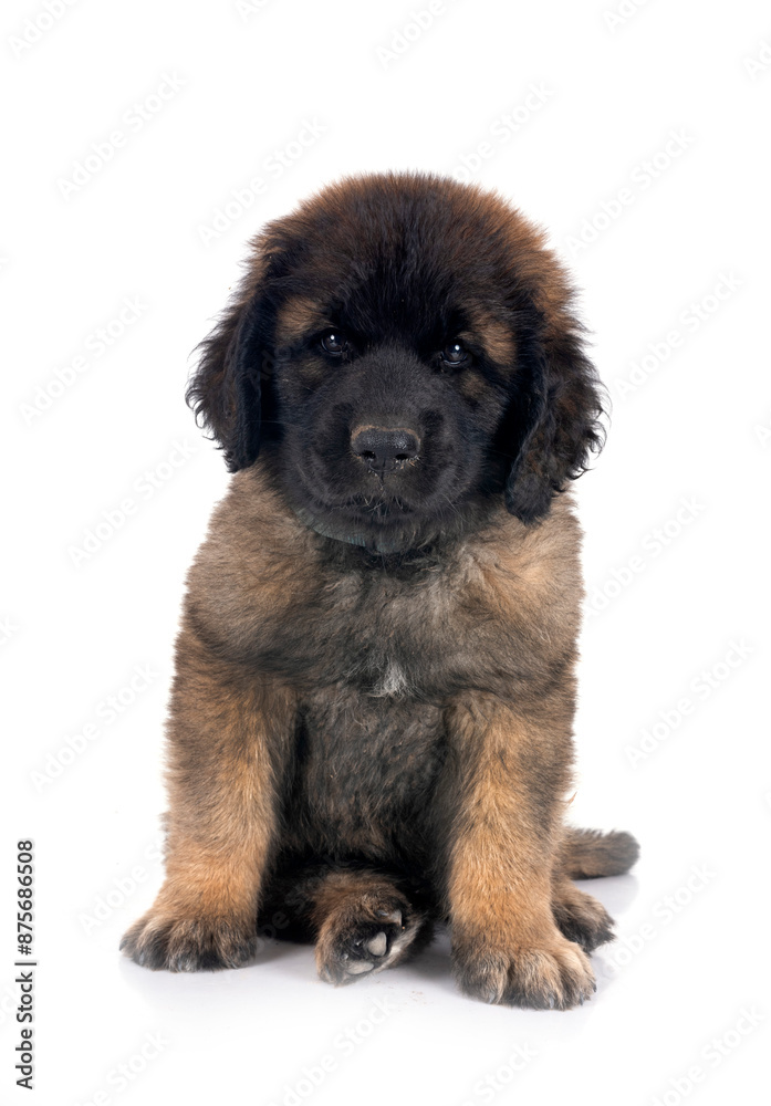 puppy Leonberger in studio puppy Leonberger in studio