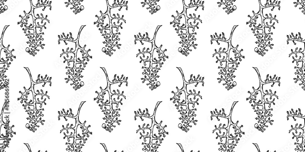 Pattern of empty vine branches on white background. Hand drawn grapes illustration. Black and white vine branches Pattern of empty vine branches on white background. Hand drawn grapes illustration. Black and white vine branches