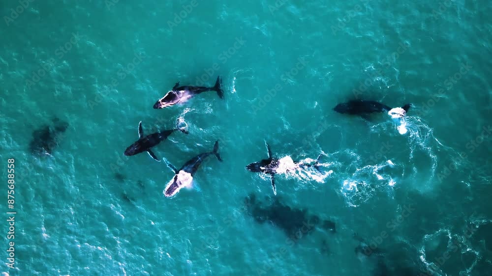 Aerial Top Lockdown Shot Of Pod Of Blue Whales Swimming Undersea - Inhambane, Mozambique Aerial Top Lockdown Shot Of Pod Of Blue Whales Swimming Undersea - Inhambane, Mozambique
