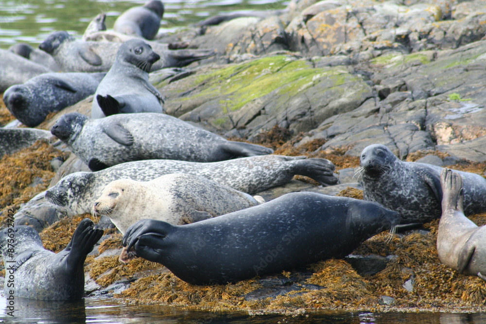 Obraz premium seals on rocks in scotland