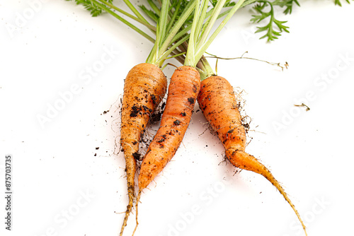 Fresh Organic Carrot Newly Harvested with Dirt Still on to the Root