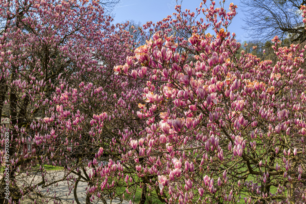 Magnolienbaum
