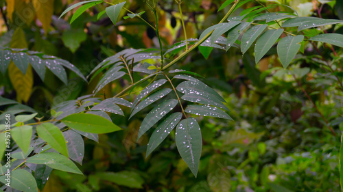 Clausena excavata Burm.f. Known as the Wampee tree, this evergreen species displays glossy, elliptical leaves and clusters of small, aromatic white flowers that exude a delicate fragrance photo