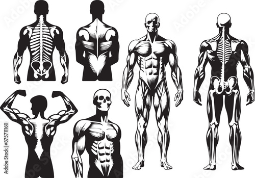 Man bone silhouette in one set of vector illustration style with white background