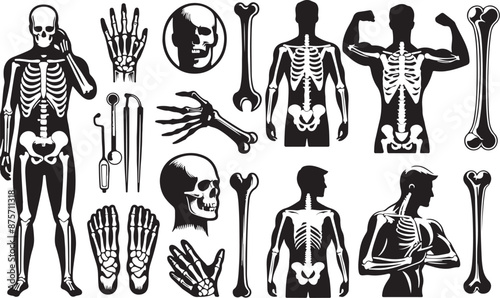 Man bone silhouette in one set of vector illustration style with white background