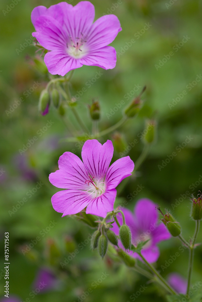 Fototapeta premium Geranium psilostemon, beautiful cranesbill blossom