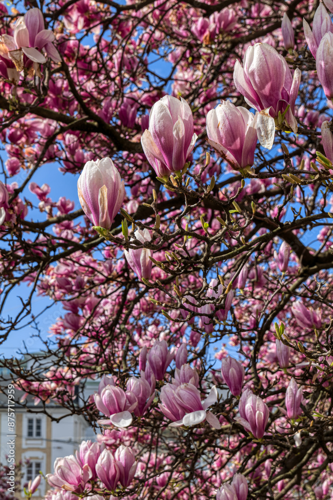 Magnolienbaum