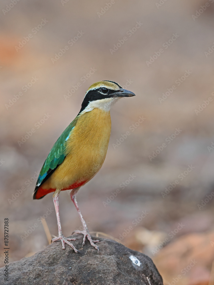 Obraz premium The Indian Pitta is a passerine bird native to the Indian subcontinent. It inhabits scrub jungle, deciduous and dense evergreen forest, very colourful and it is usually shy