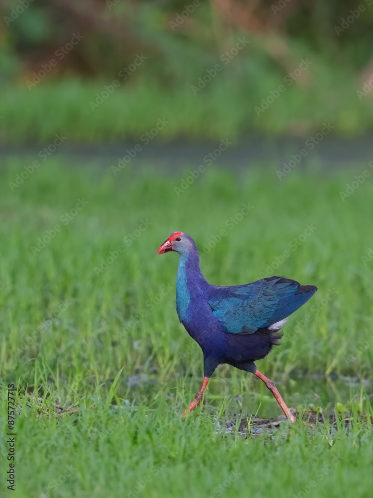 Grey-headed Swamphen is a species of Swamphen occurring from the Middle East and the Indian subcontinent to southern China and northern Thailand. Very common in Indian water bodies. Grey-headed Swamphen is a species of Swamphen occurring from the Middle East and the Indian subcontinent to southern China and northern Thailand. Very common in Indian water bodies.