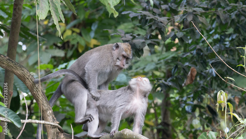 Monkeys in Bali mating