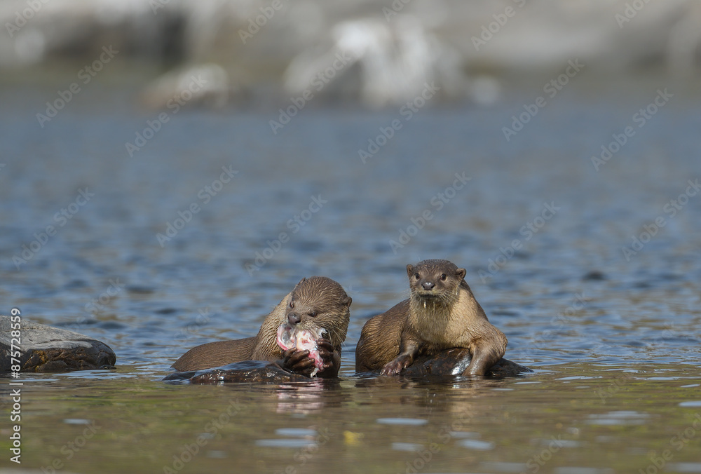 Fototapeta premium Smooth-coated Otter is a freshwater otter species from regions of South and Southwest Asia, majority of its numbers found in Southeast Asia. It has been ranked as 