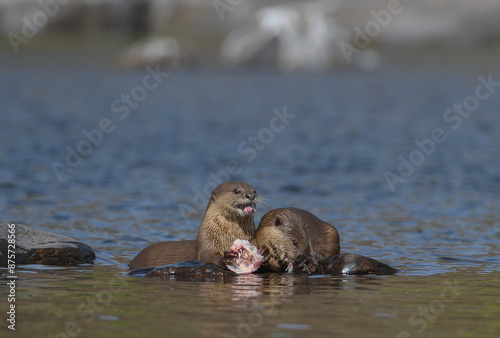 Smooth-coated Otter is a freshwater otter species from regions of South and Southwest Asia, majority of its numbers found in Southeast Asia. It has been ranked as "vulnerable" on the IUCN Red List.