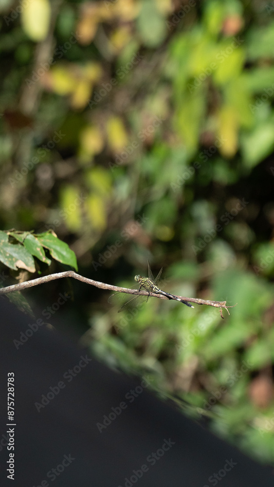 dragonfly on a branch dragonfly on a branch