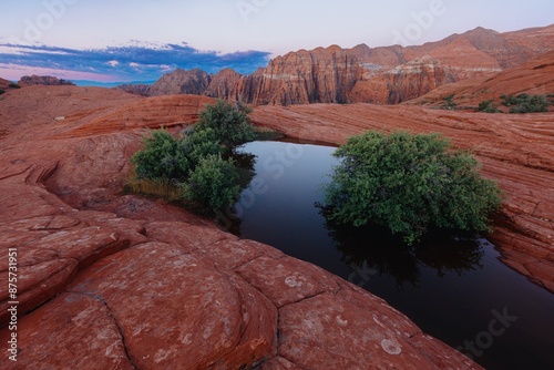 Small oasis pond with small shrub trees growing in them. Snow Canyon, Ivins, Utah, United States of America. photo