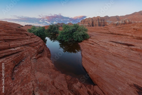 Small oasis pond with small shrub trees growing in them. Snow Canyon, Ivins, Utah, United States of America. photo