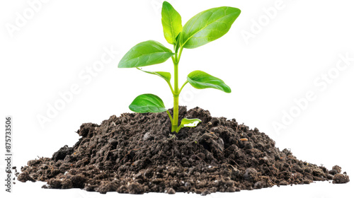 Obraz na płótnie Young plant sprout growing from soil isolated. w salonie