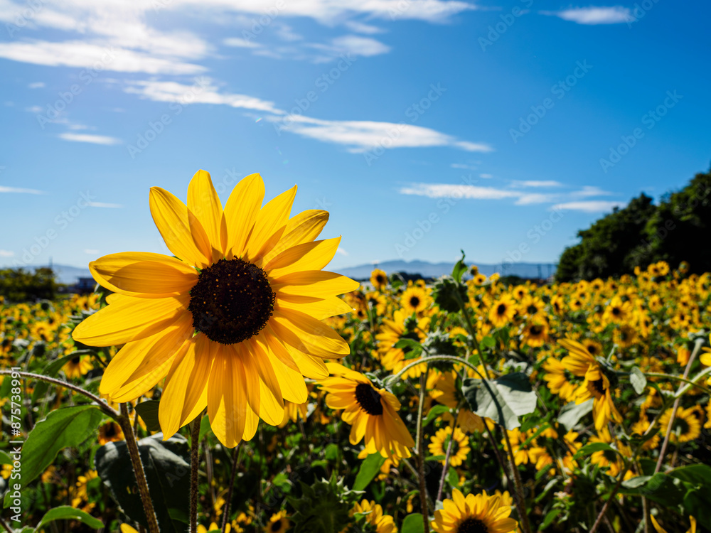 Fototapeta premium 夏の青空と満開のヒマワリの花