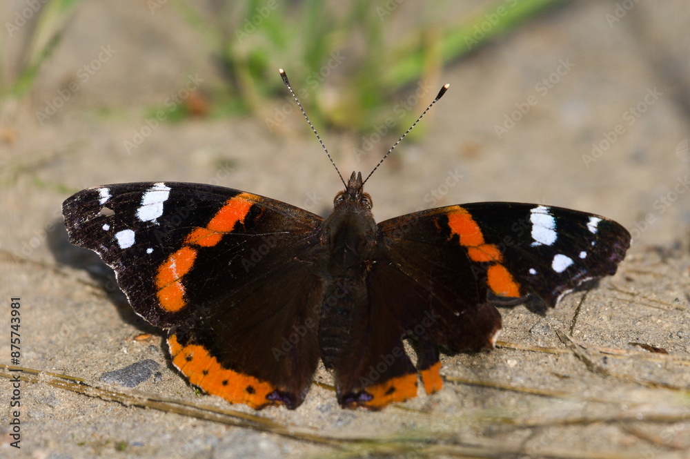 Lepidoptera Vanessa atalanta aka red admiral butterfly with damaged injured wing.