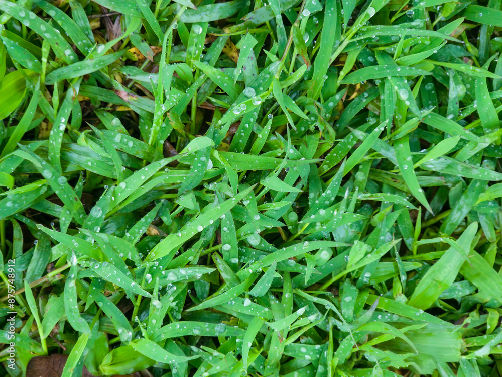 Fresh Dew-Kissed. fresh green grass blades adorned with glistening dew drops, water droplets nature in the morning. rain, dew, adding a refreshing. shades of green create a lush and natural texture. Fresh Dew-Kissed. fresh green grass blades adorned with glistening dew drops, water droplets nature in the morning. rain, dew, adding a refreshing. shades of green create a lush and natural texture.