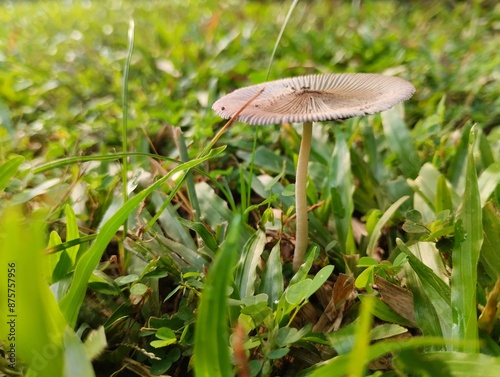 Parasola plicatilis, commonly known as pleated ink cap. This ink cap species is a decomposer that can be found in grassy areas, alone, scattered or in small groups photo