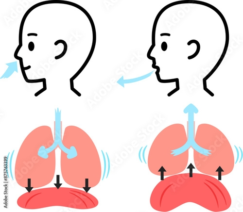 呼吸する人物と肺、横隔膜の図